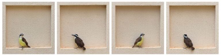 série bem-me-viu de alex pinheiro